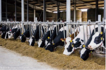 動(dòng)物活體質(zhì)押